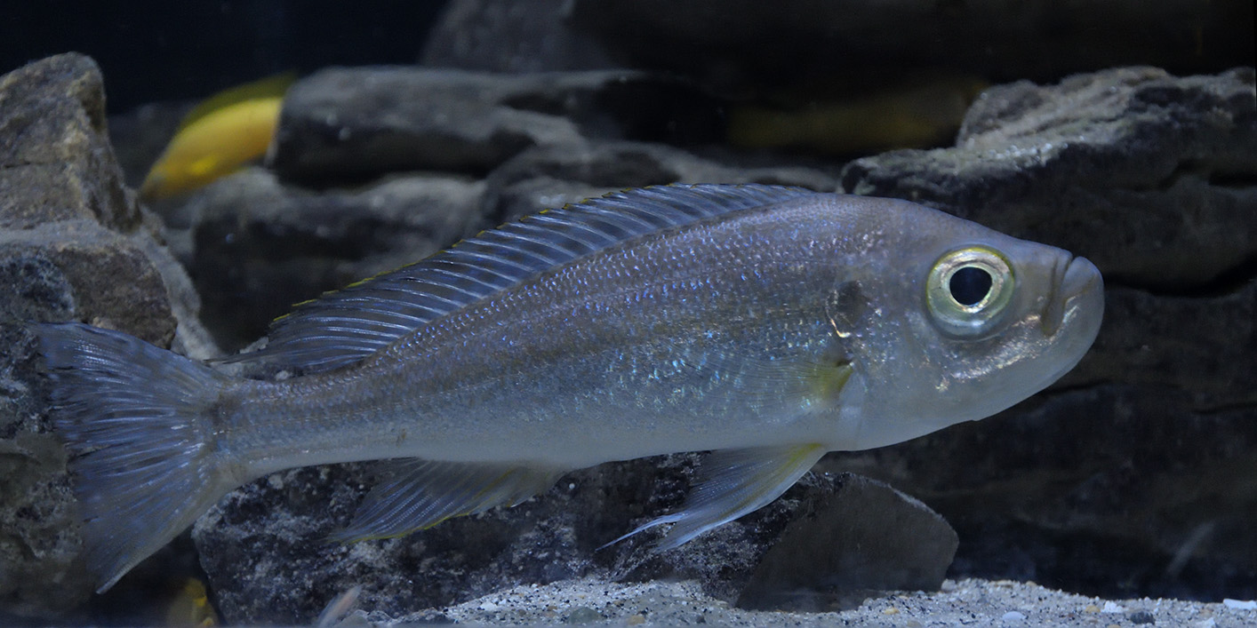 Haplotaxodon trifasciatus