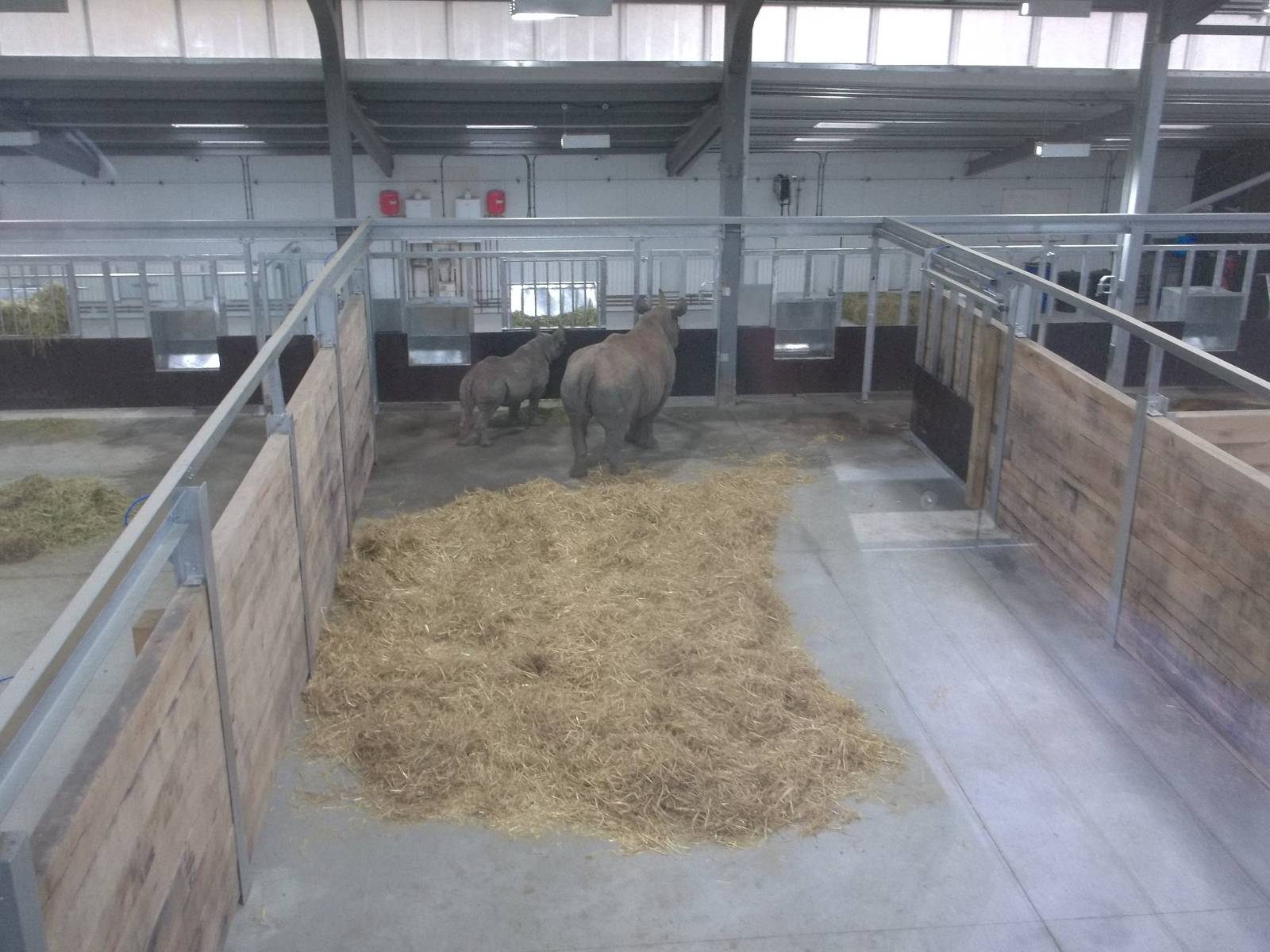 Happier sight inside the Black Rhinoceros development, 27th October 2015