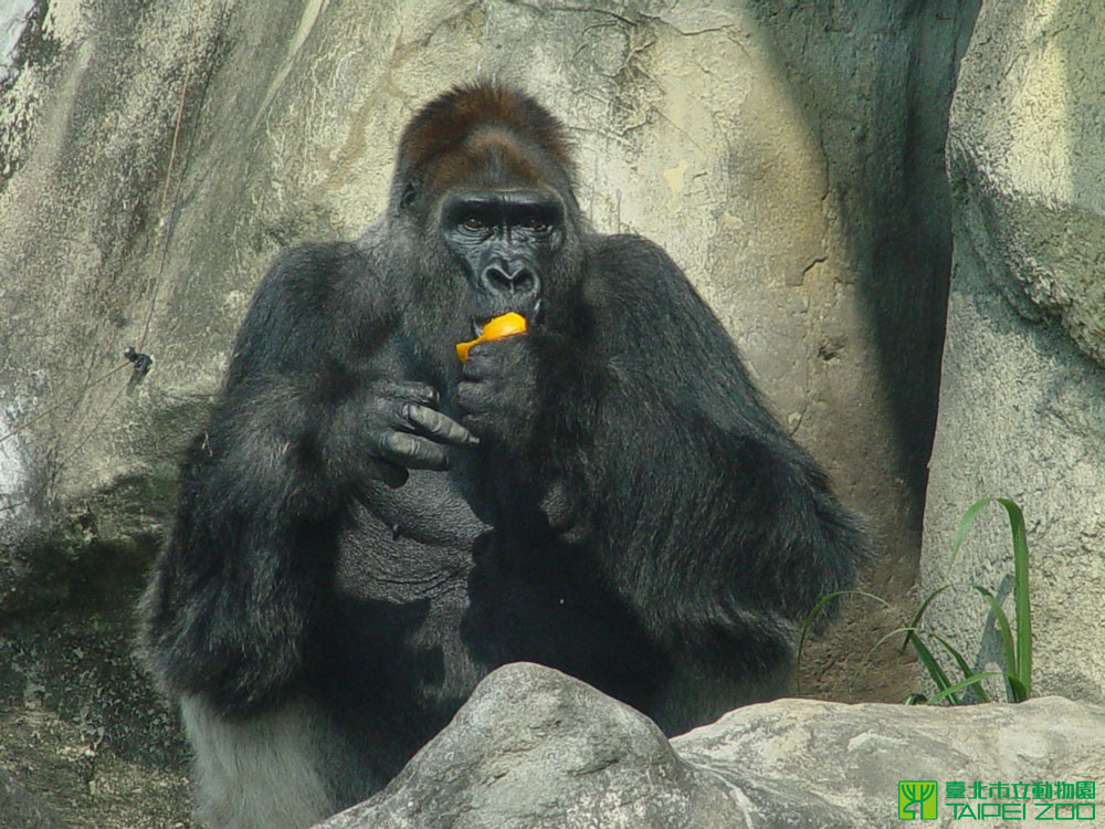 Happy(1965/9/10~2014/6/16)