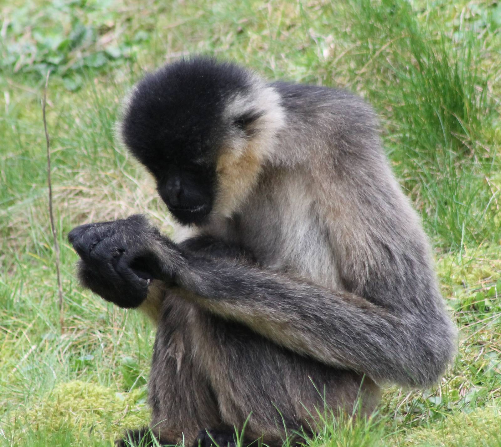 Happy Birthday Mizzy