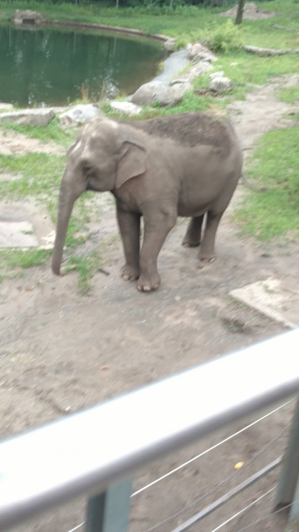 Happy, Bronx, July 2019