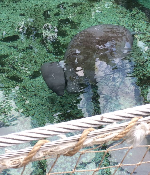 Happy family of Grey Blobs