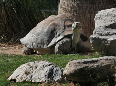 happy galapagos tortoise