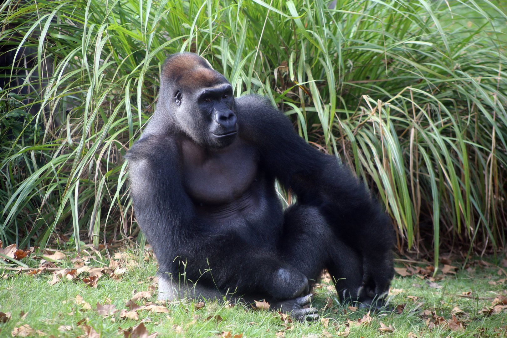 Happy (Haibei) the Gorilla