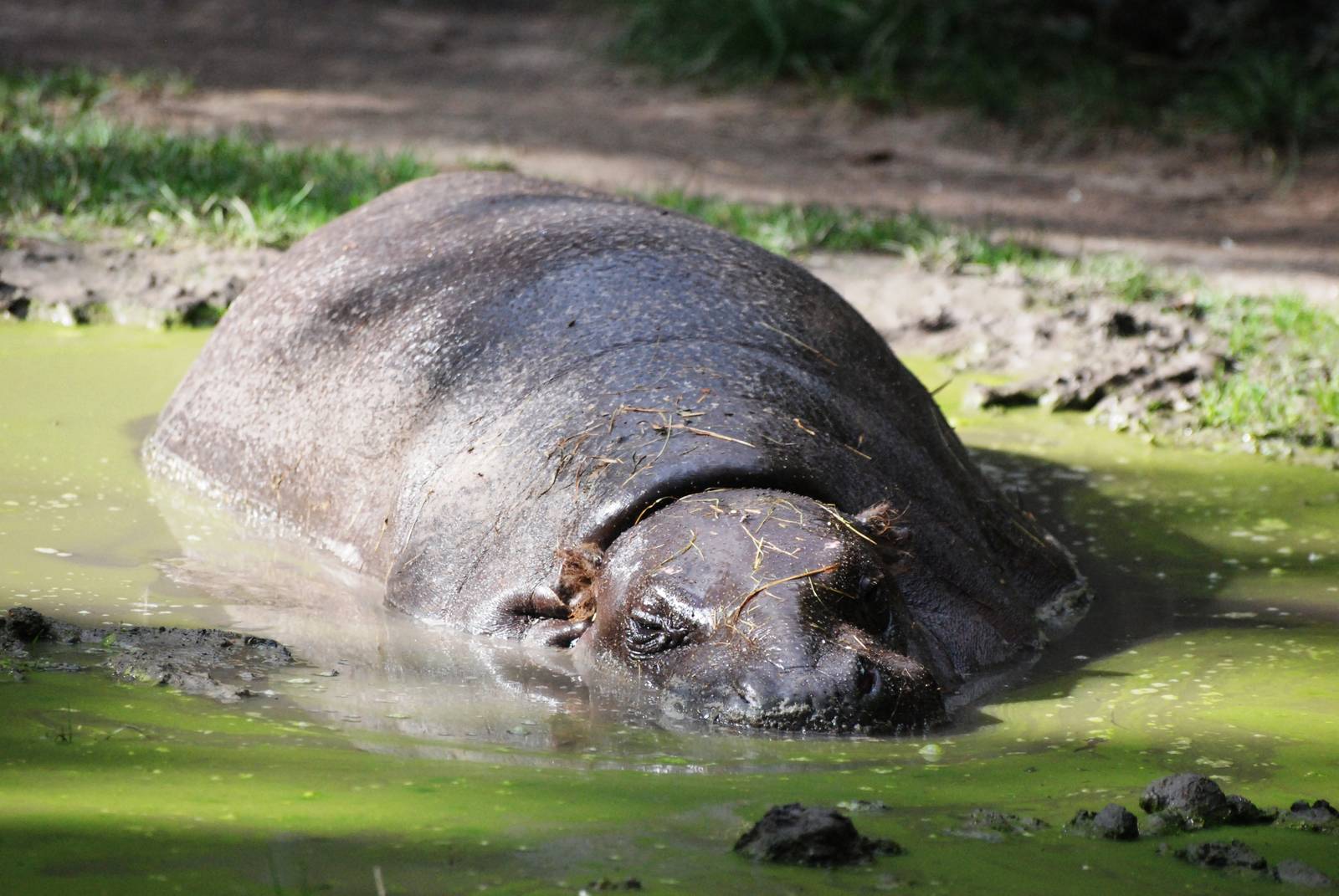 Happy Hippo at Dvur Kralove, 27/08/12
