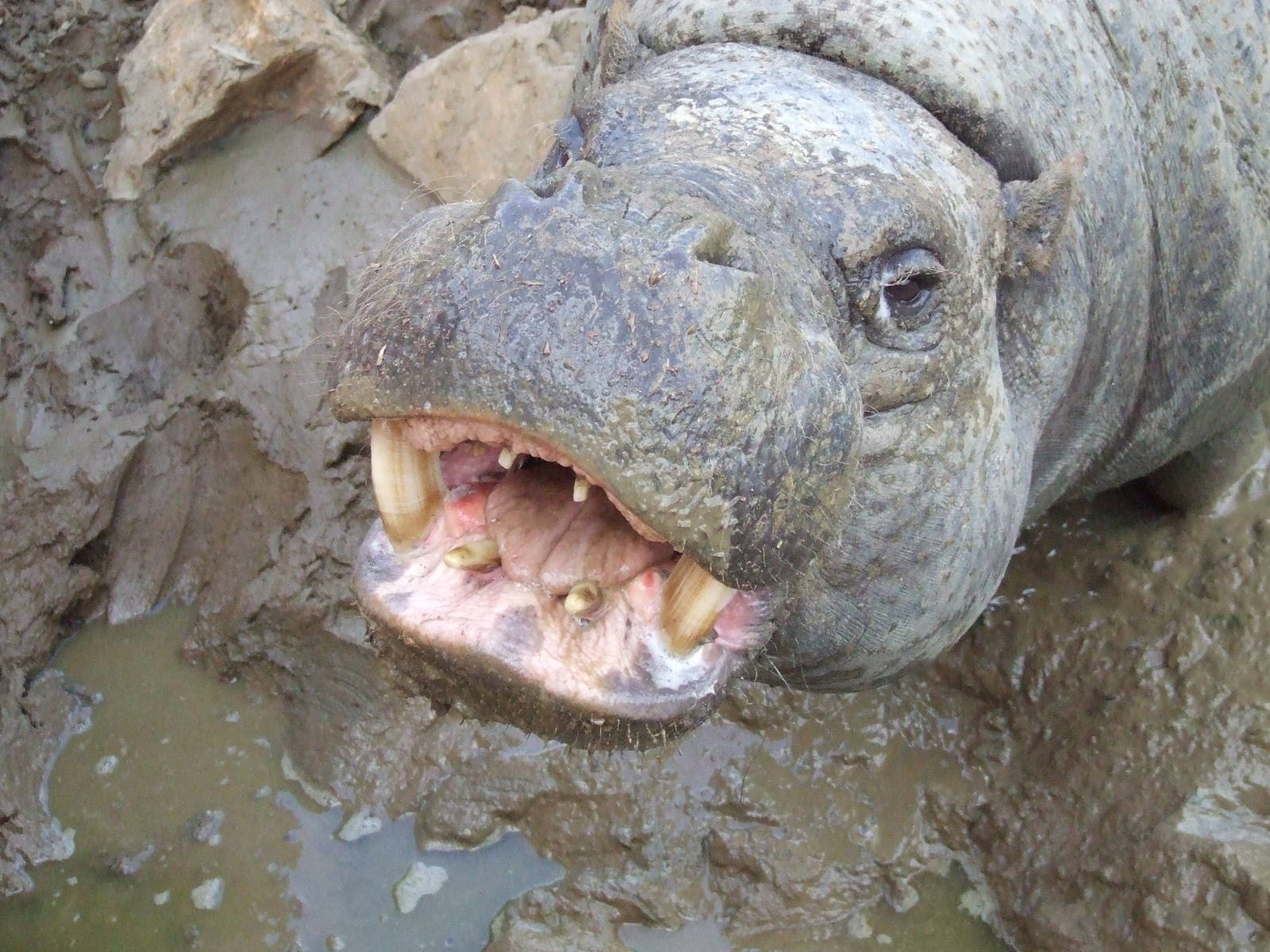 Happy hippo at muddy bath