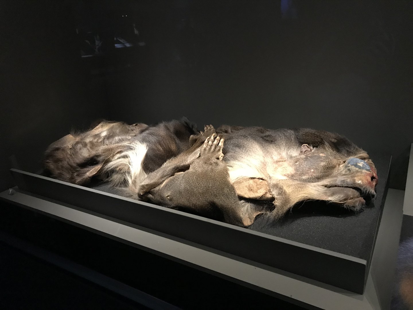 Happy Jerry the mandrill