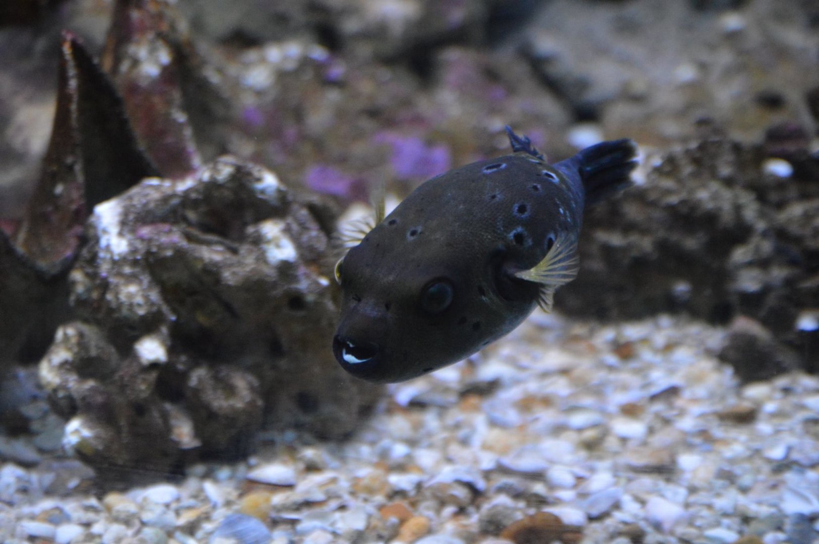 Happy little Arothron nigropunctatus