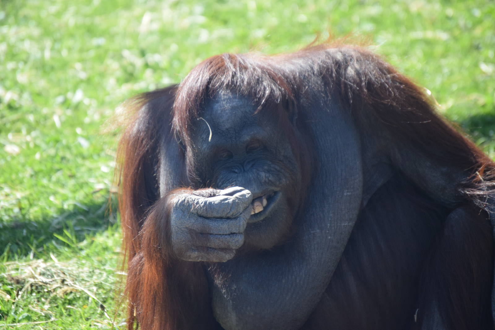 Happy orangutan
