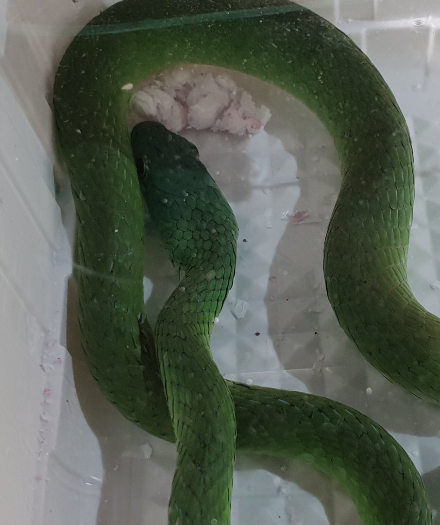 Hapsidophrys smaragdina