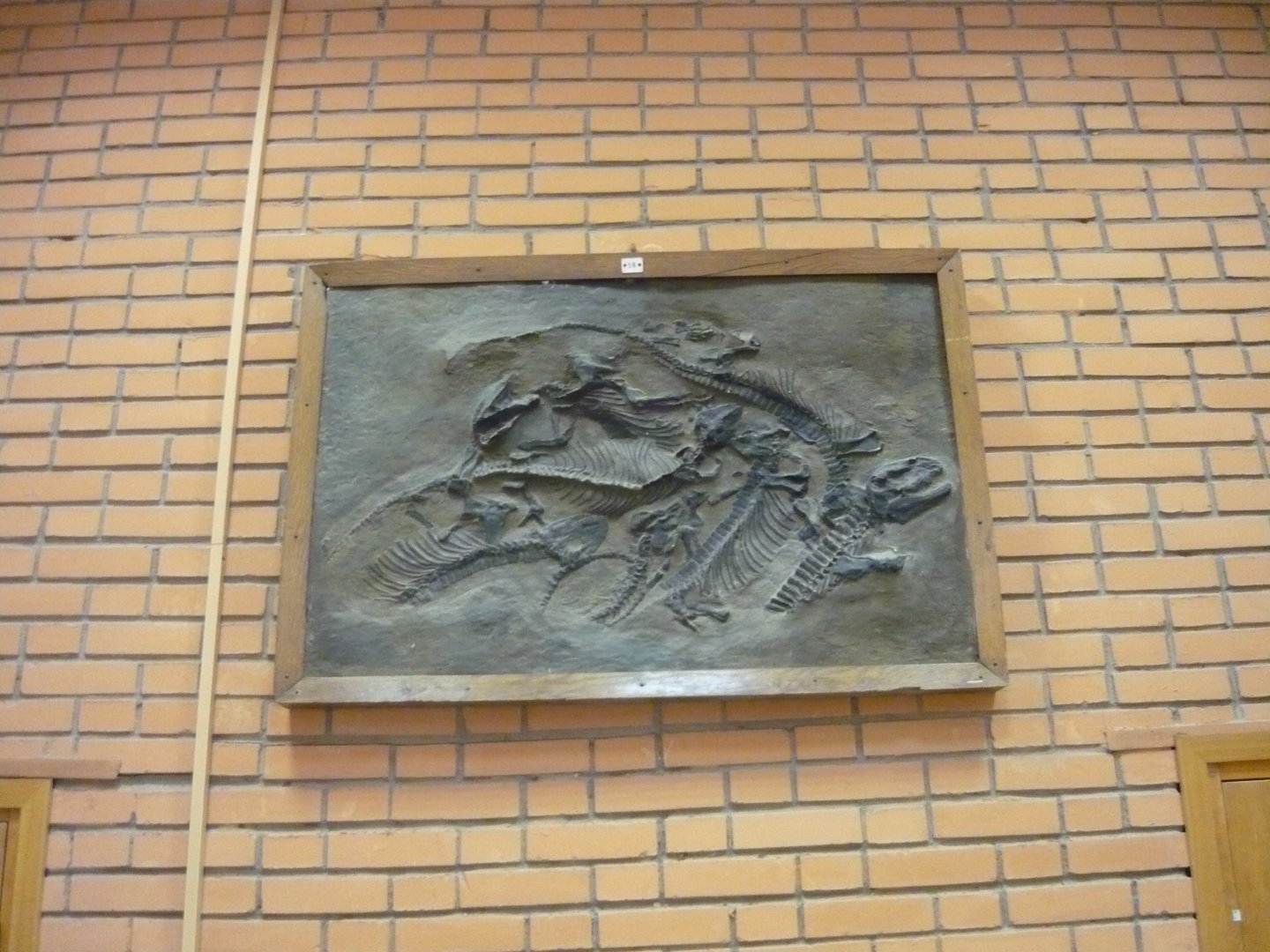 Haptodus baylei skeletons (cast)