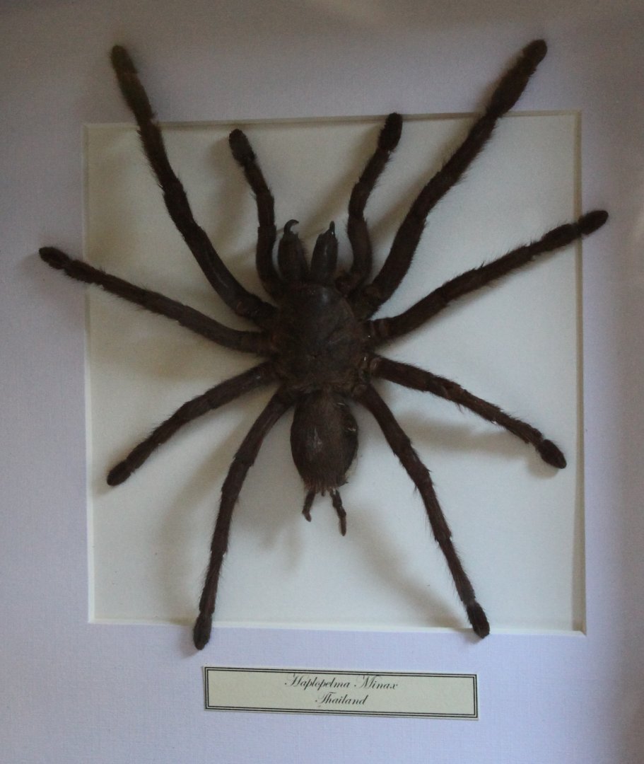 Haptopelma minax - Thailand black tarantula