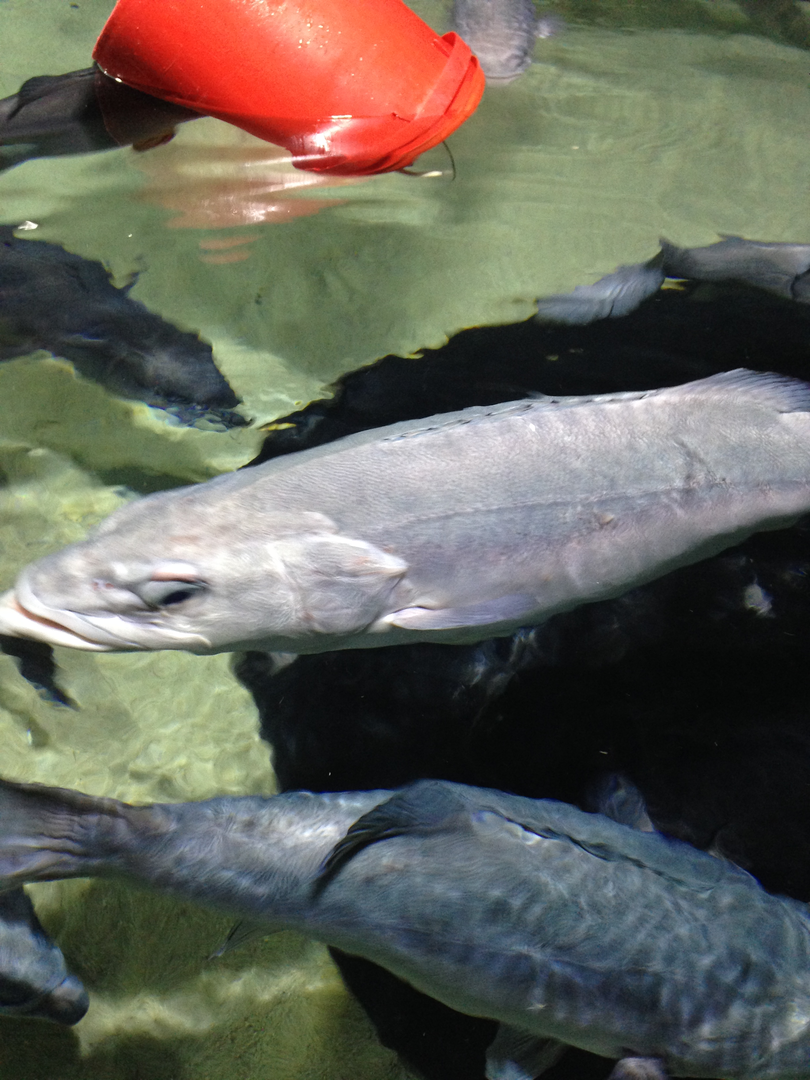 Hapuku - Kelly Tarlton's 2015