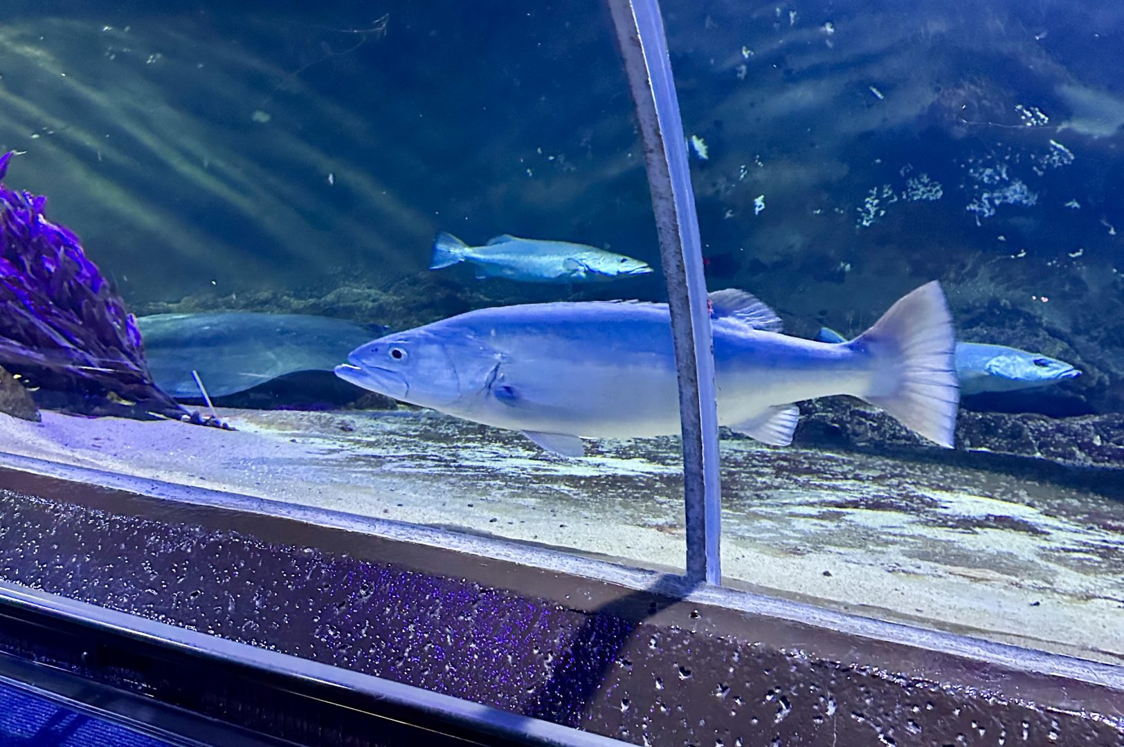 Hapuku (Polyprion oxygeneios)