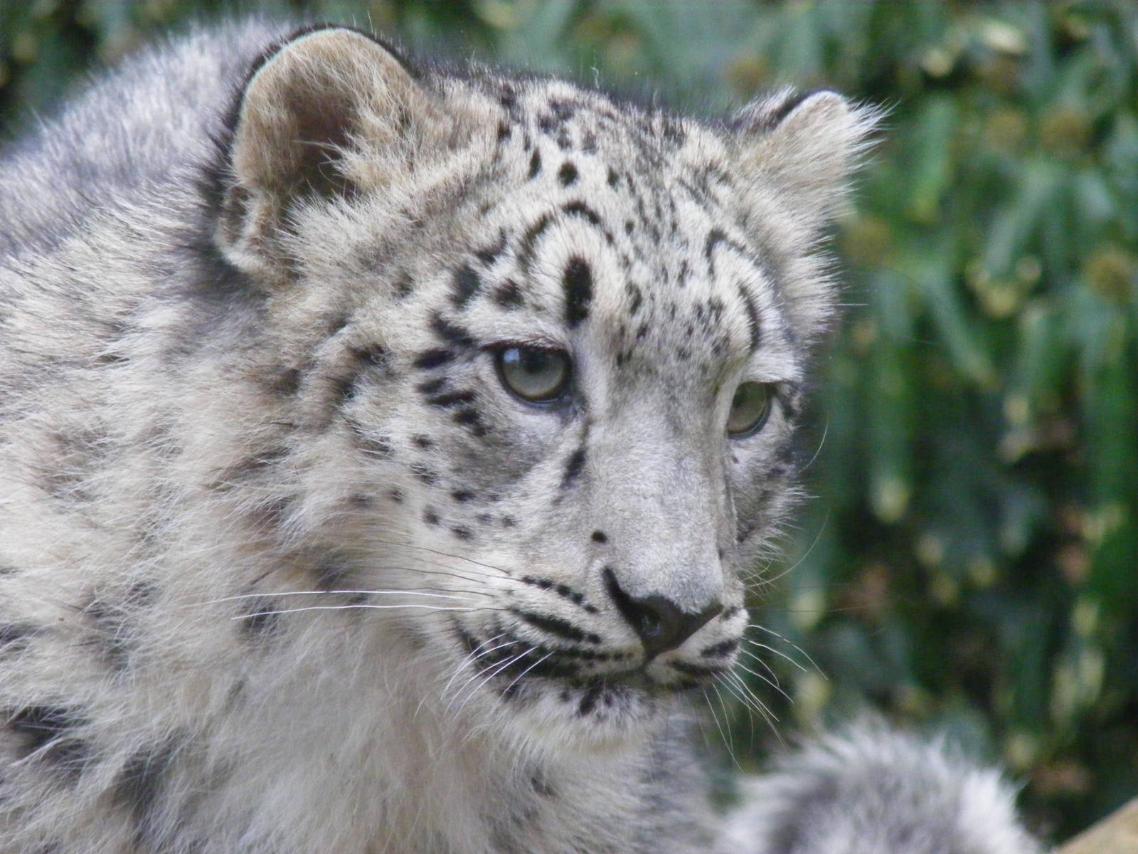 Hara the snow leopard at Paradise Wildlife Park, 22 November 2009