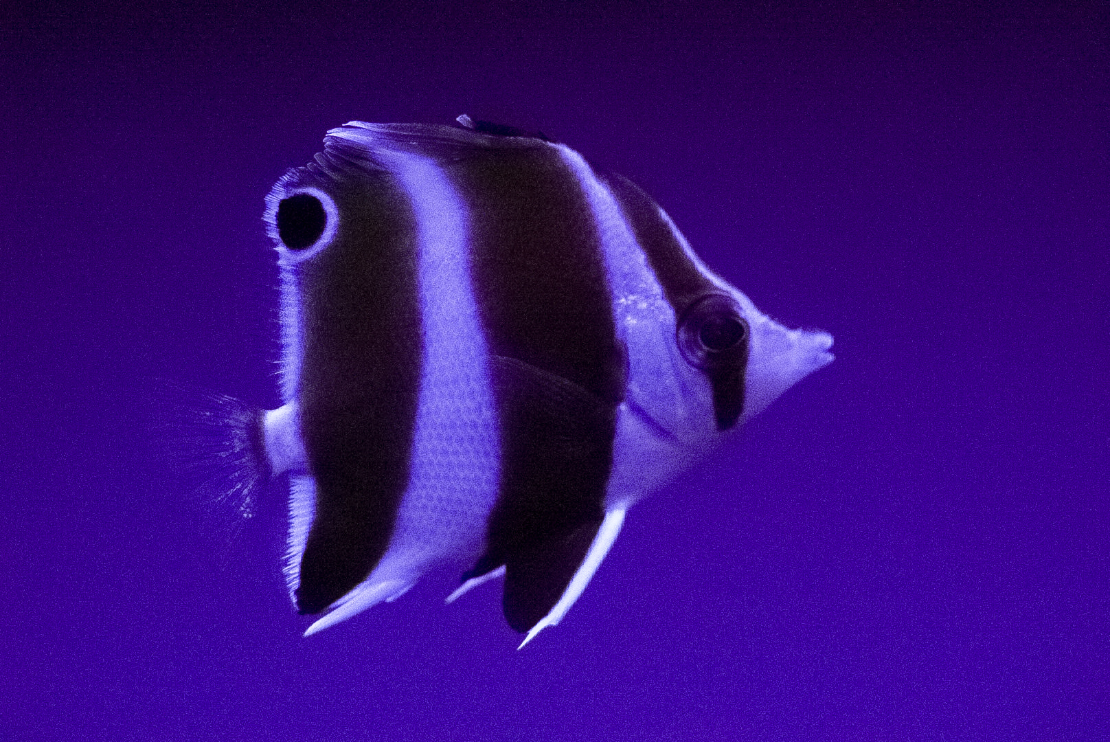 Haraguchi's Butterflyfish