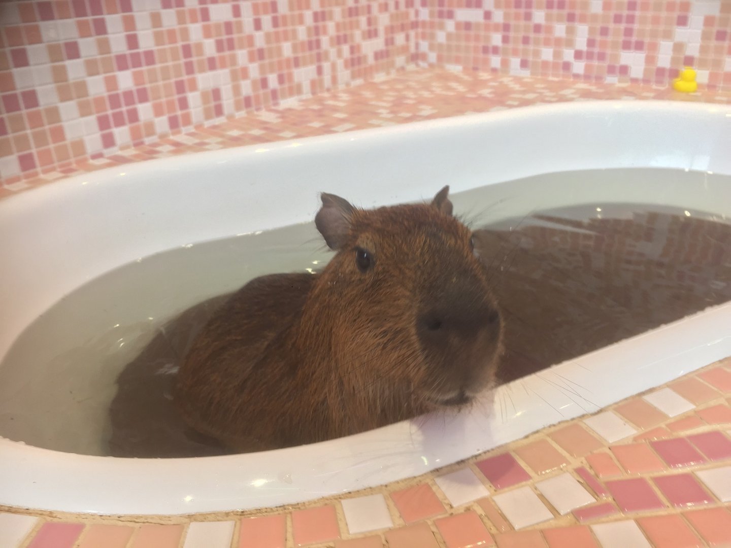 Harajyuku Zoo Cafe - Capybara