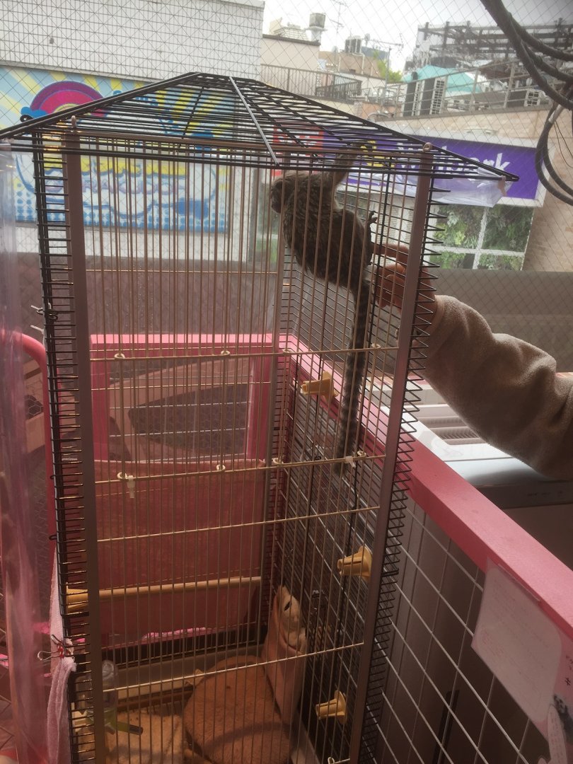 Harajyuku Zoo Cafe - Common Marmoset