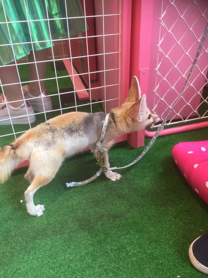 Harajyuku Zoo Cafe - Fennec Fox