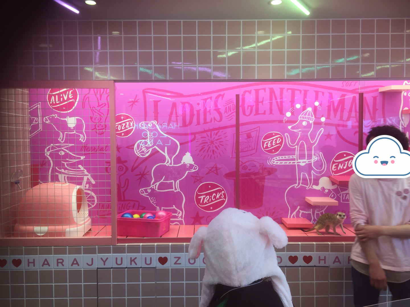 Harajyuku Zoo Cafe - Meerkat Tank
