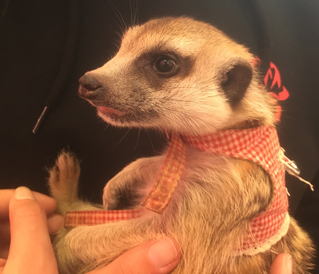 Harajyuku Zoo Cafe - Meerkat