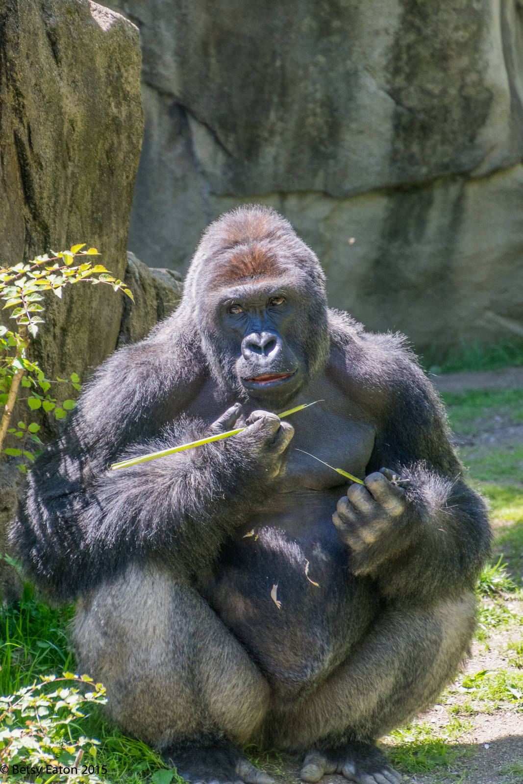 Harambe on exhibit for the time.