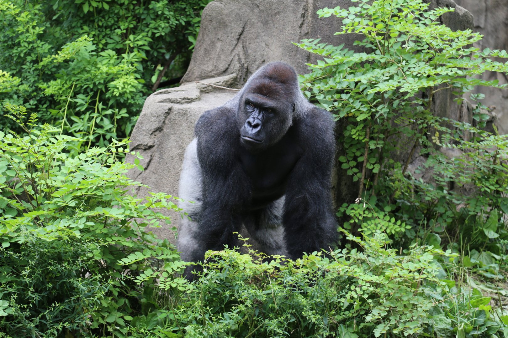 Harambe the Gorilla, June 2015