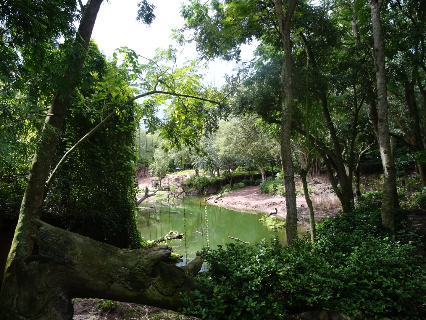 Harambe Wildlife Reserve at Disney's Animal Kingdom (2014)
