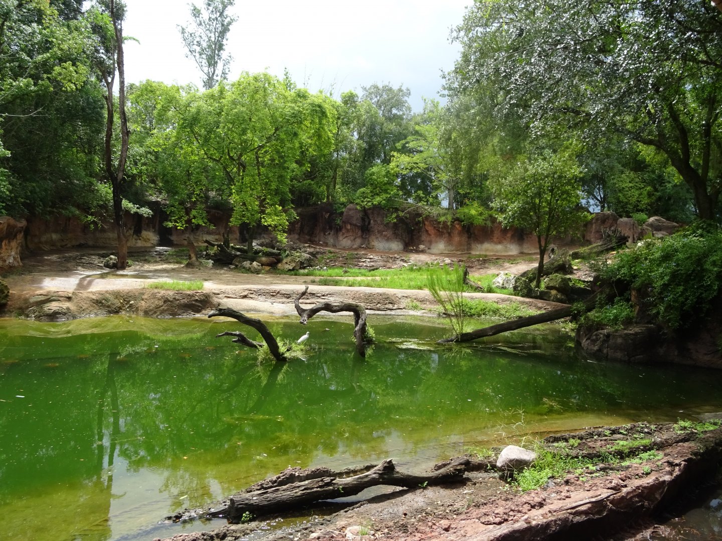 Harambe Wildlife Reserve at Disney's Animal Kingdom (2014)
