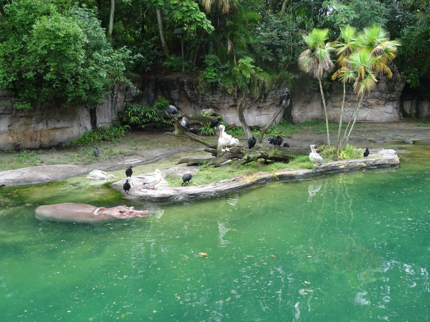 Harambe Wildlife Reserve at Disney's Animal Kingdom (2014)