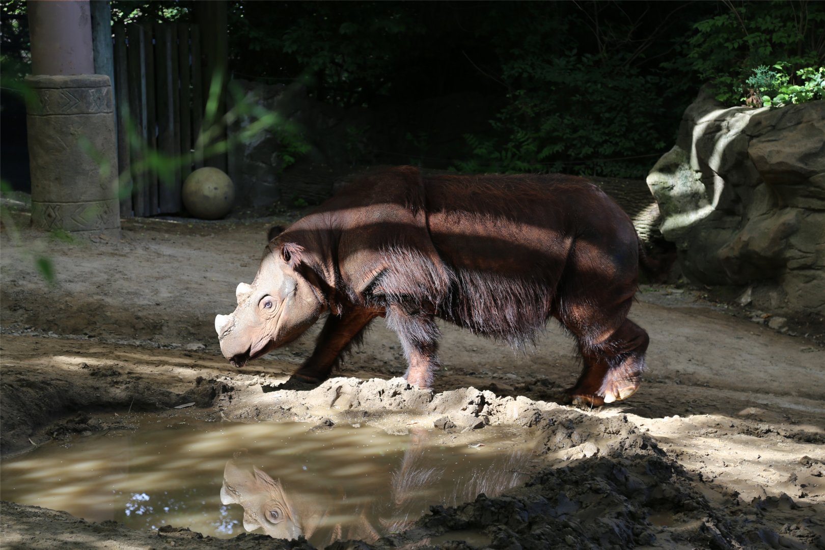 Harapan and his reflection, June 2015