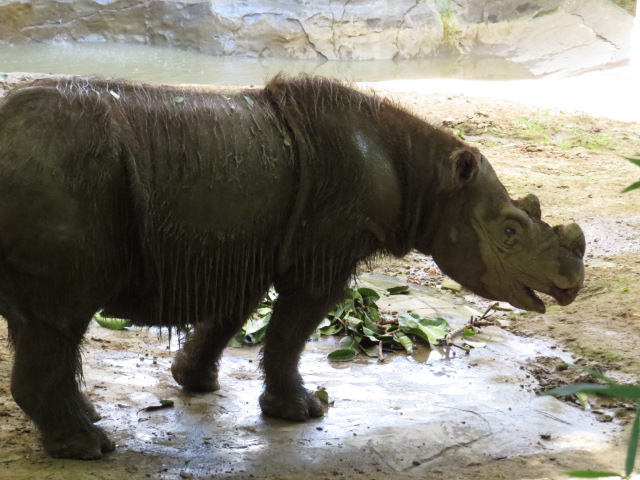 Harapan the Sumatran Rhino