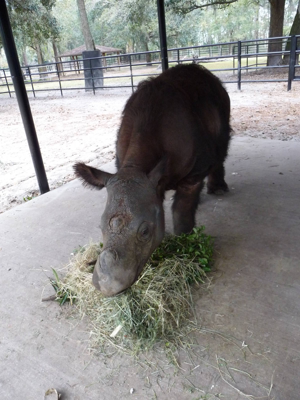 Harapan the Sumatran Rhino