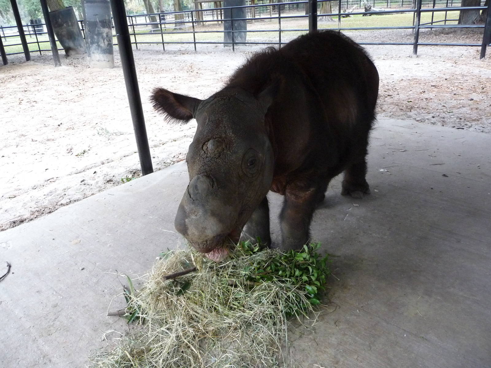 Harapan the Sumatran Rhino