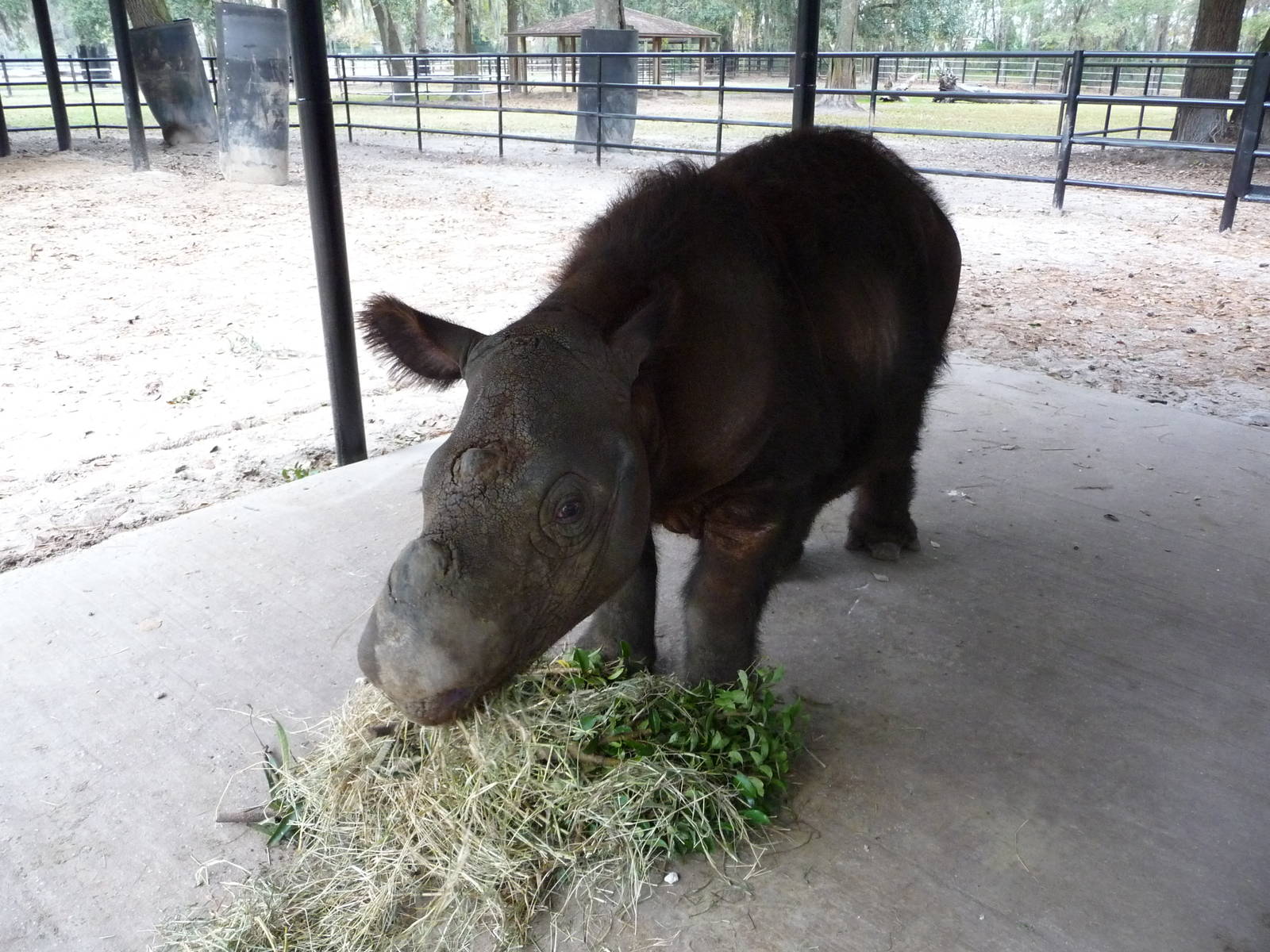 Harapan the Sumatran Rhino