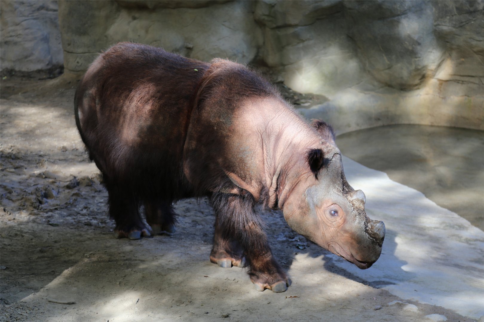 Harapan the Sumatran Rhinoceros, June 2015