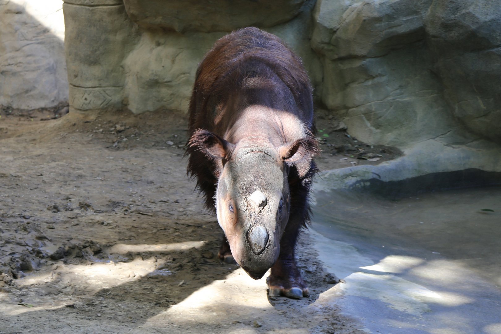 Harapan the Sumatran Rhinoceros, June 2015