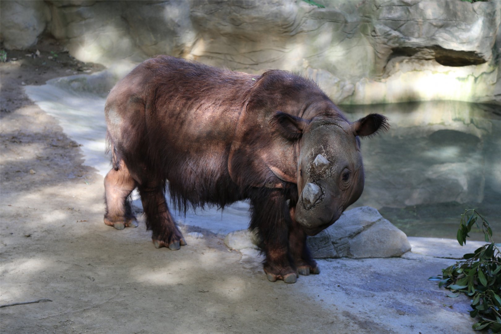Harapan the Sumatran Rhinoceros, June 2015