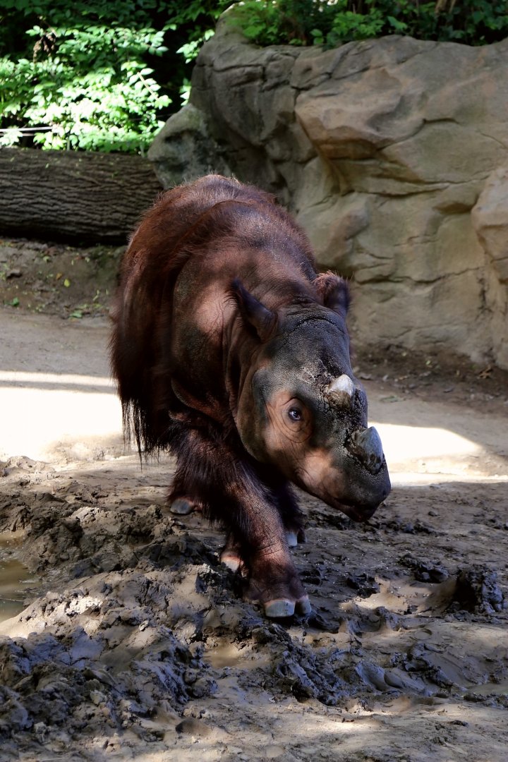 Harapan the Sumatran Rhinoceros (My 1000th Photo on Zoochat!)