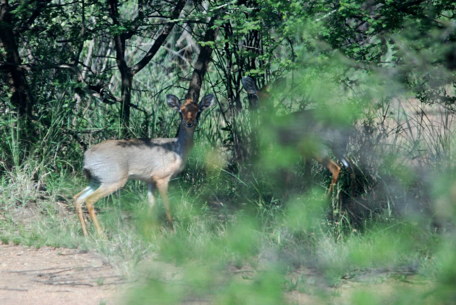 Harar Dik-diks in Awash NP, 12/10/14