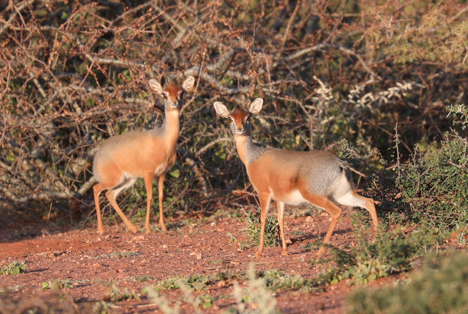 Harar Dik-diks (Madoqua saltiana hararensis)
