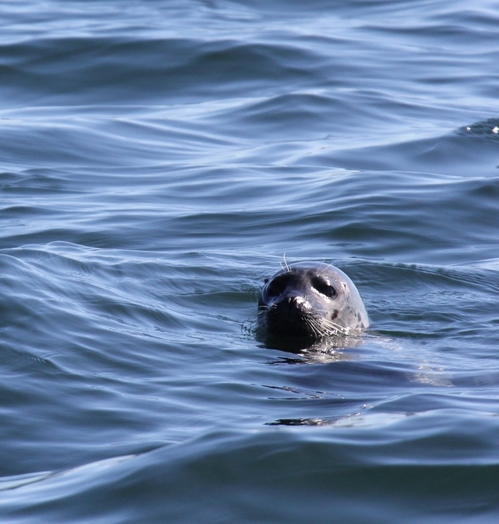 harbor (or harbour) seal (Phoca vitulina)