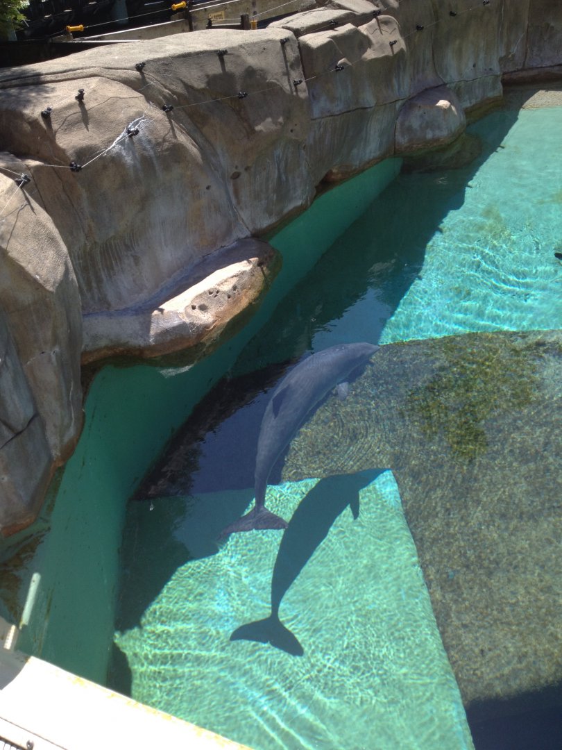 Harbor porpoise (Phocoena phocoena) in the former cetacean exhibits (no longer displayed)