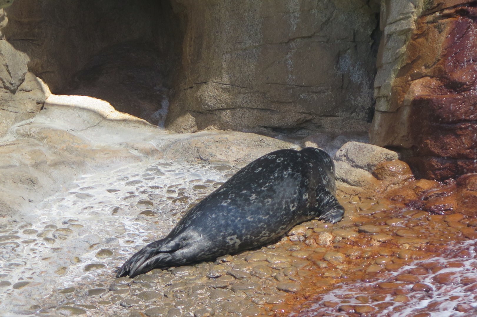 Harbor Seal(8/26/24)