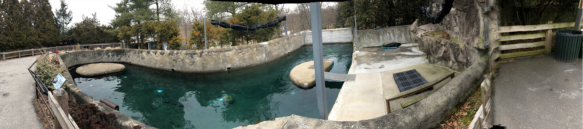 Harbor Seal Above Ground Viewing Panorama - Feb, 2020