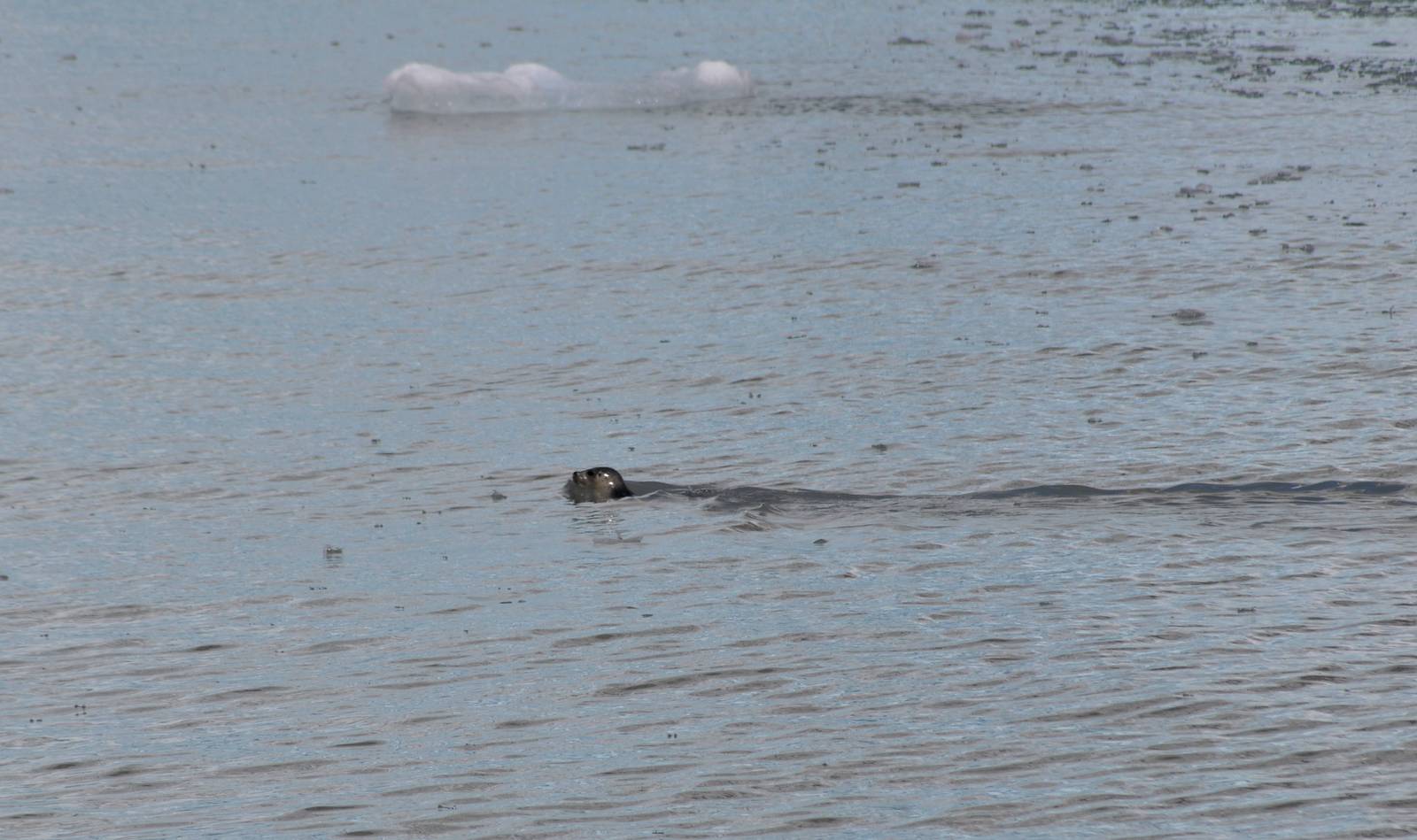 Harbor Seal - Alaska