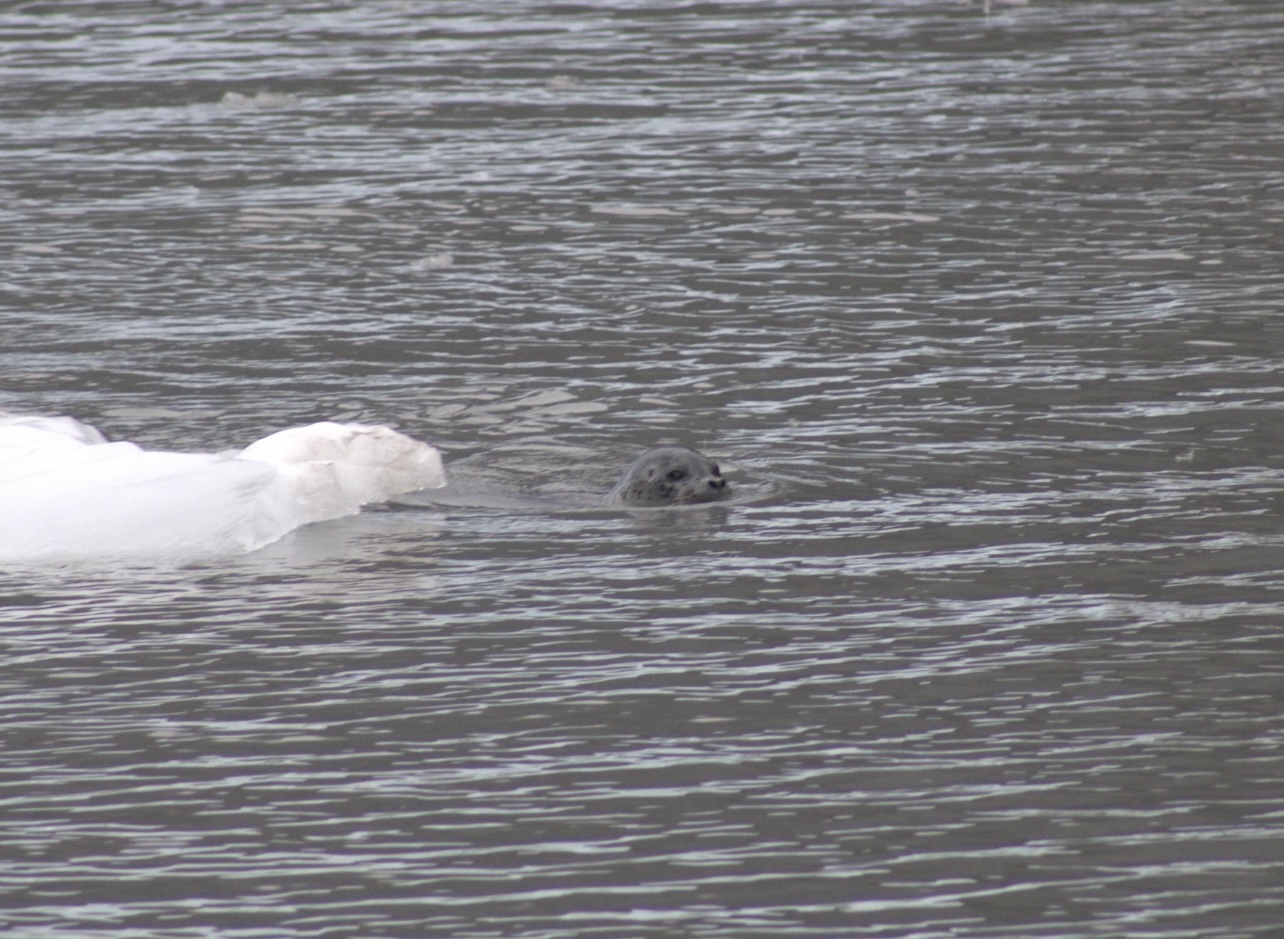 Harbor Seal - Alaska