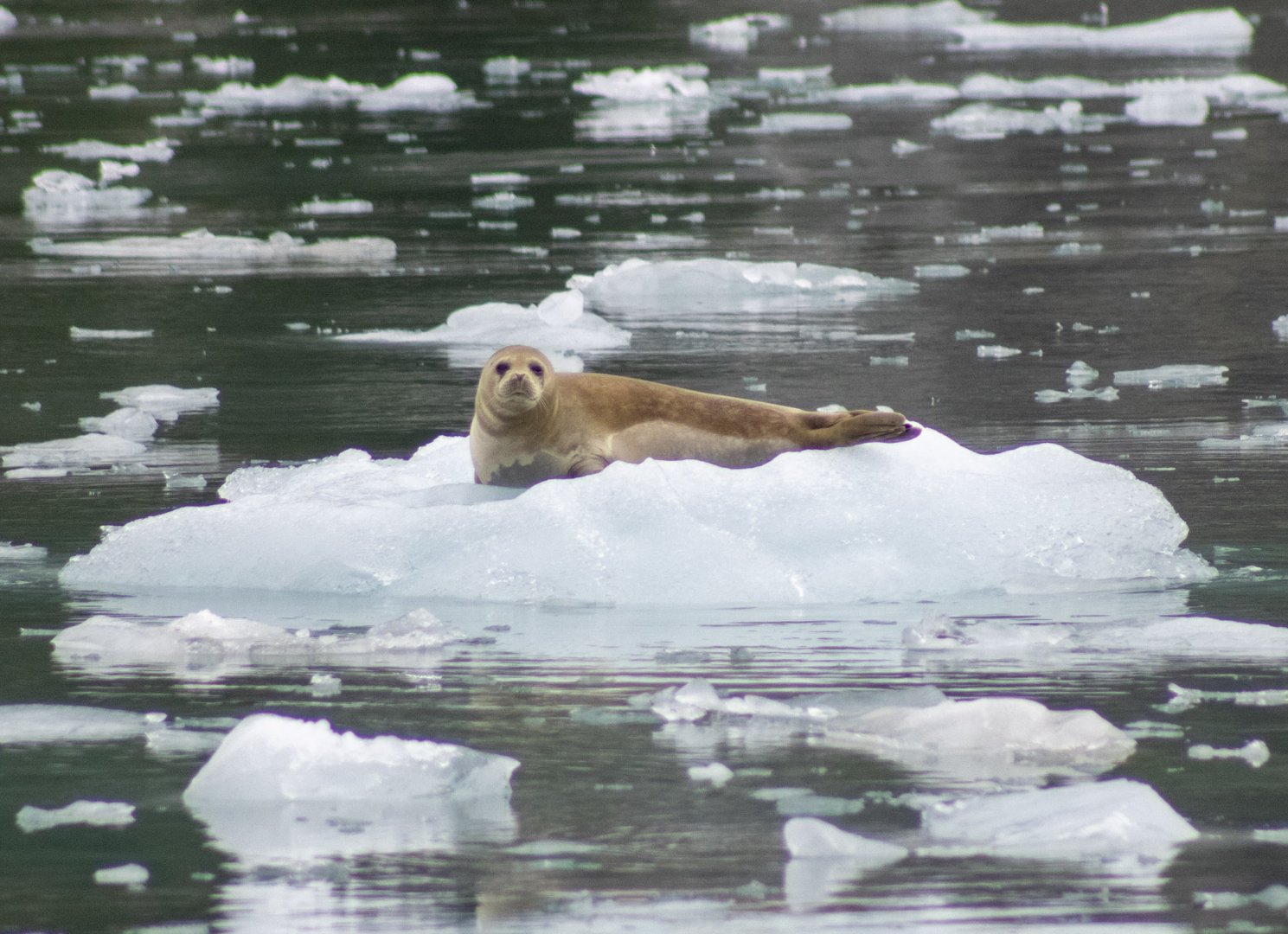 Harbor Seal - Alaska