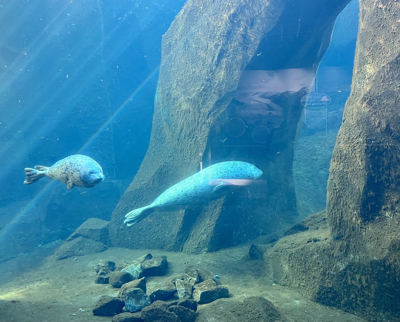 Harbor Seal and Spotted Seal