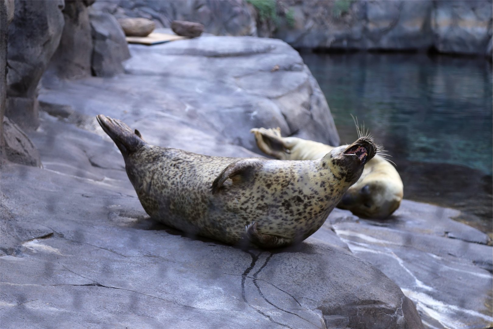 Harbor Seal, April 2016